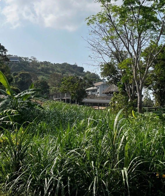 elephant welfare at samuielephanthaven
