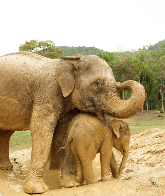 mother & baby elephant playing at samuielelphanthaven