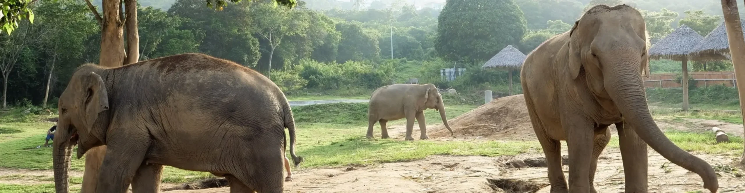 three elephants playing at samuielephanthaven