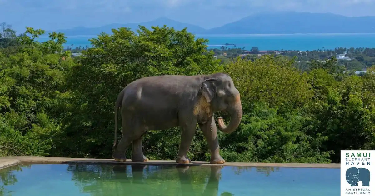 Rescued elephant at Samui Elephant Haven in Koh Samui, Thailand.