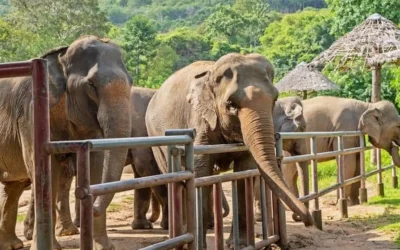 The Journey of a Rescued Elephant to Sanctuary: Stage by Stage