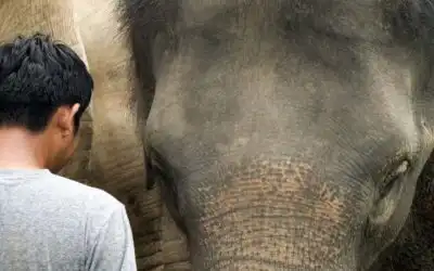 The Future of Elephant Conservation in Thailand