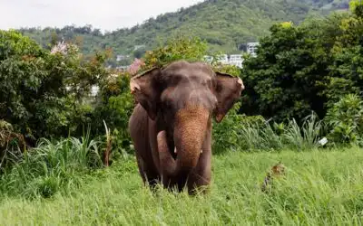 Elephant Sanctuary Samui: How Sanctuaries Adapt to Climate Change