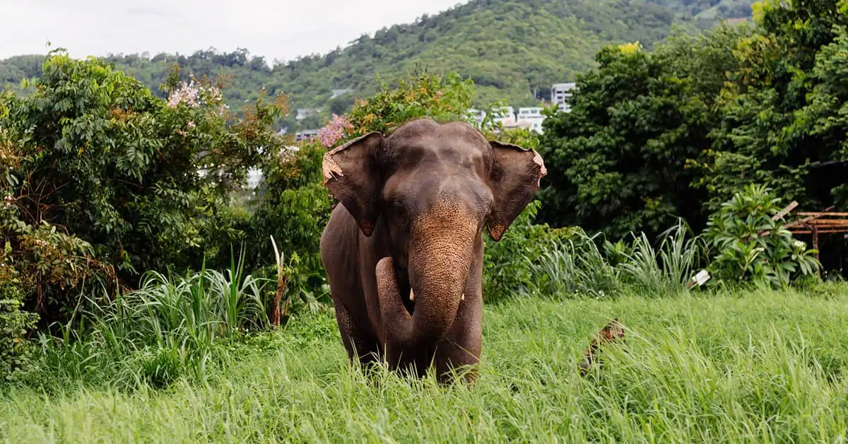 Asian elephant in a lush green habitat at an elephant sanctuary Samui